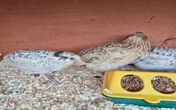 Mixed Breed birds for sale: Coturnix quail free to good home  in Middlesbrough - Image 6