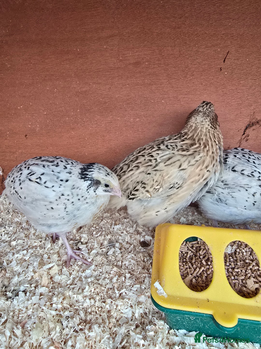 Mixed Breed birds for sale: Coturnix quail free to good home  in Middlesbrough - Image 6