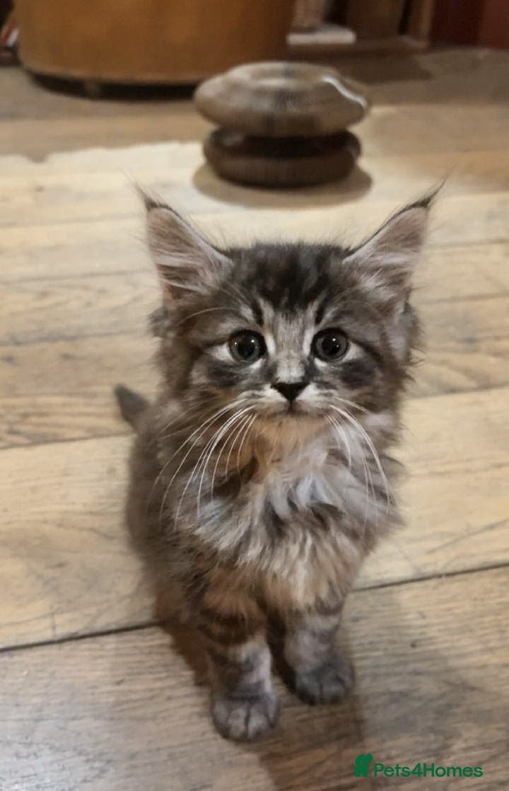 Maine Coon cats Maine Coon Kittens - Advert 2