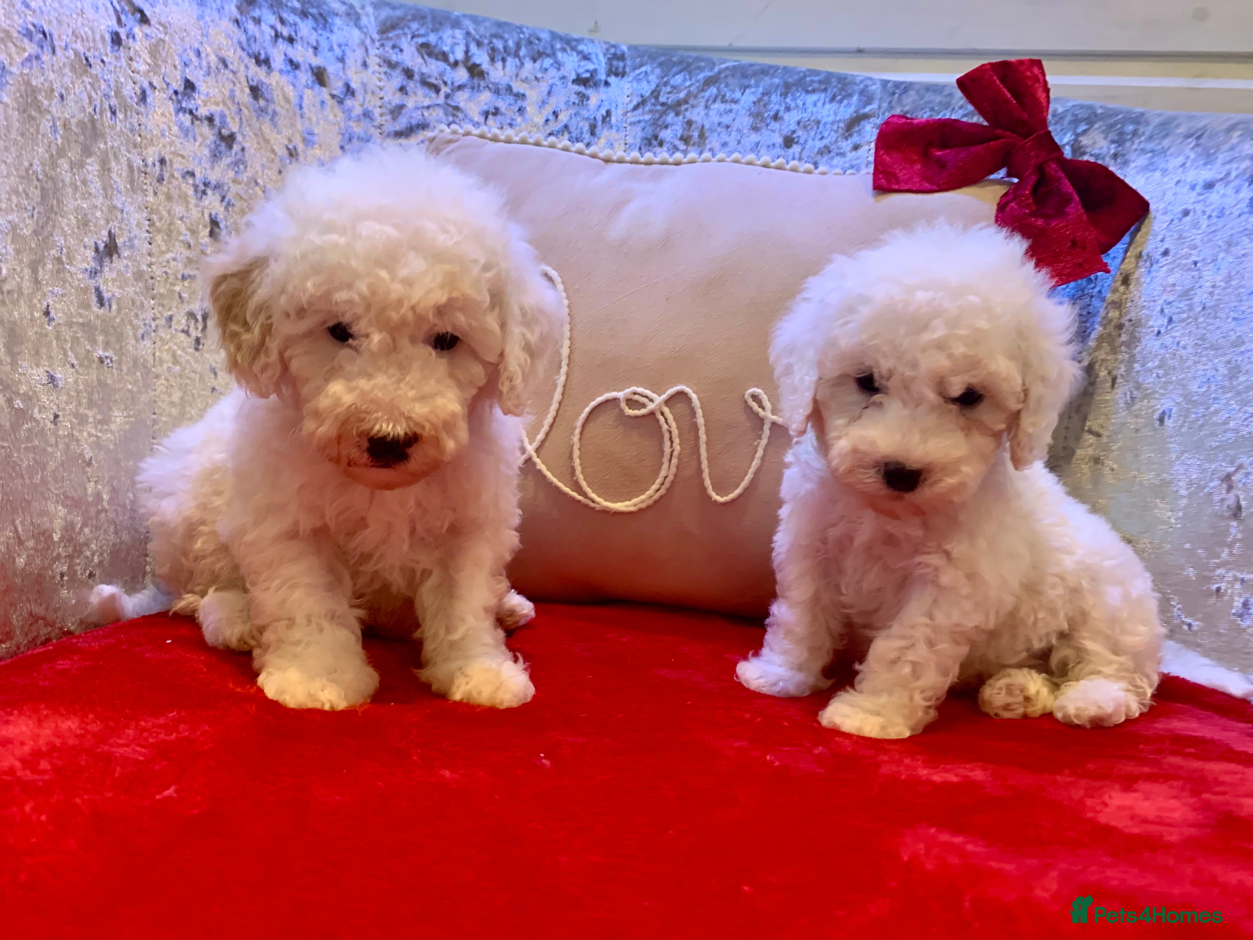 Toy Poodle dogs ✨Beautiful Healthy Poodle Pups Ready 20th Dec ✨🐩 - Advert 2