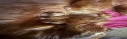 Cocker Spaniel dogs for sale: KC COCKER SPANIELS  - Advert 14