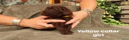 Labradoodle dogs for sale: Labradoodles Miniature/Midi Puppies Muliti Gen  - Advert 18