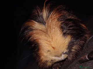 Guinea Pig rodents 2 guinea pigs - Advert 1