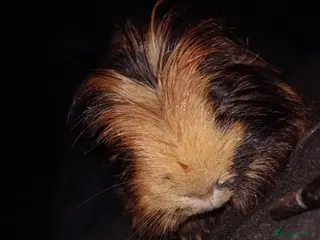 Guinea Pig rodents 2 guinea pigs - Advert 8