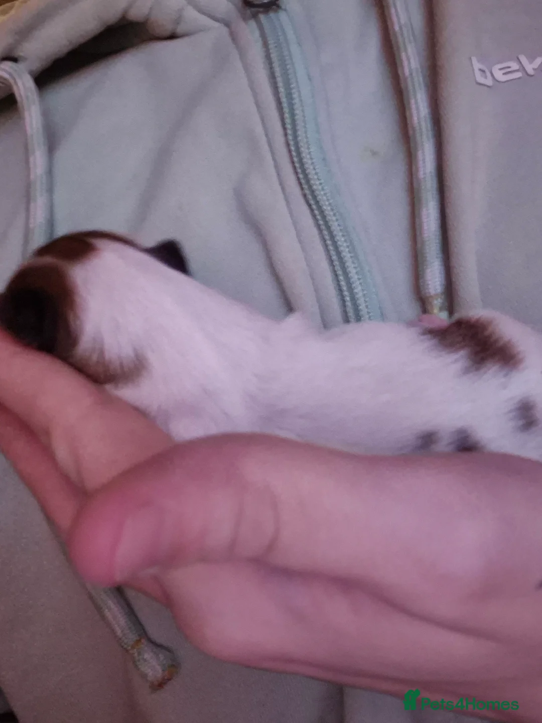 Chihuahua dogs for sale: 3 females pups for sale - Advert 10