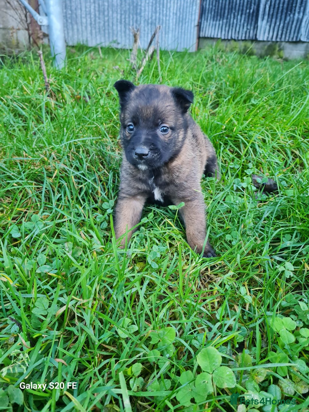 Belgian Shepherd Dog dogs for sale: Chunky malinois puppies looking for new home!!! - Advert 8