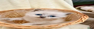 Scottish Fold 4
