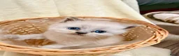 Scottish Fold cats for sale: Scottish fold/British  - Advert 3