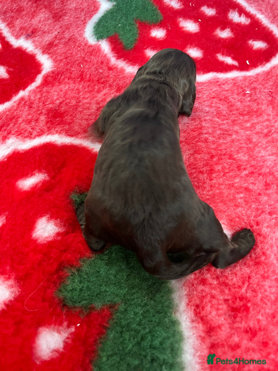 Cockapoo dogs for sale: Cockapoo puppies Rainbow litter  - Image 9
