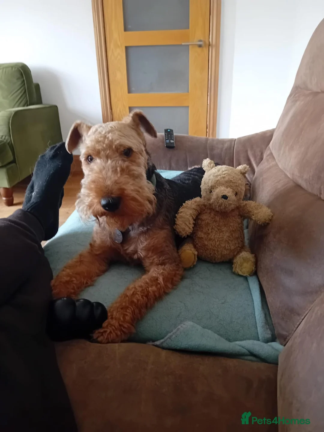 Welsh Terrier dogs for sale: Wallace - Cuddly Welsh Terrier - Advert 5