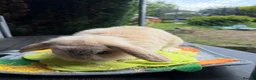 Mini Lop rabbits for sale: Mini lop  - Advert 6