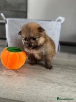 Pomeranian dogs - Advert 6