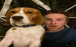 Beagle dogs for stud: Pedigree Beagle for Stud in Aldershot - Image 11