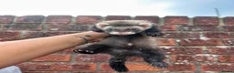 Ferret rodents for sale: Semi angora Hob last one for the season  - Advert 4