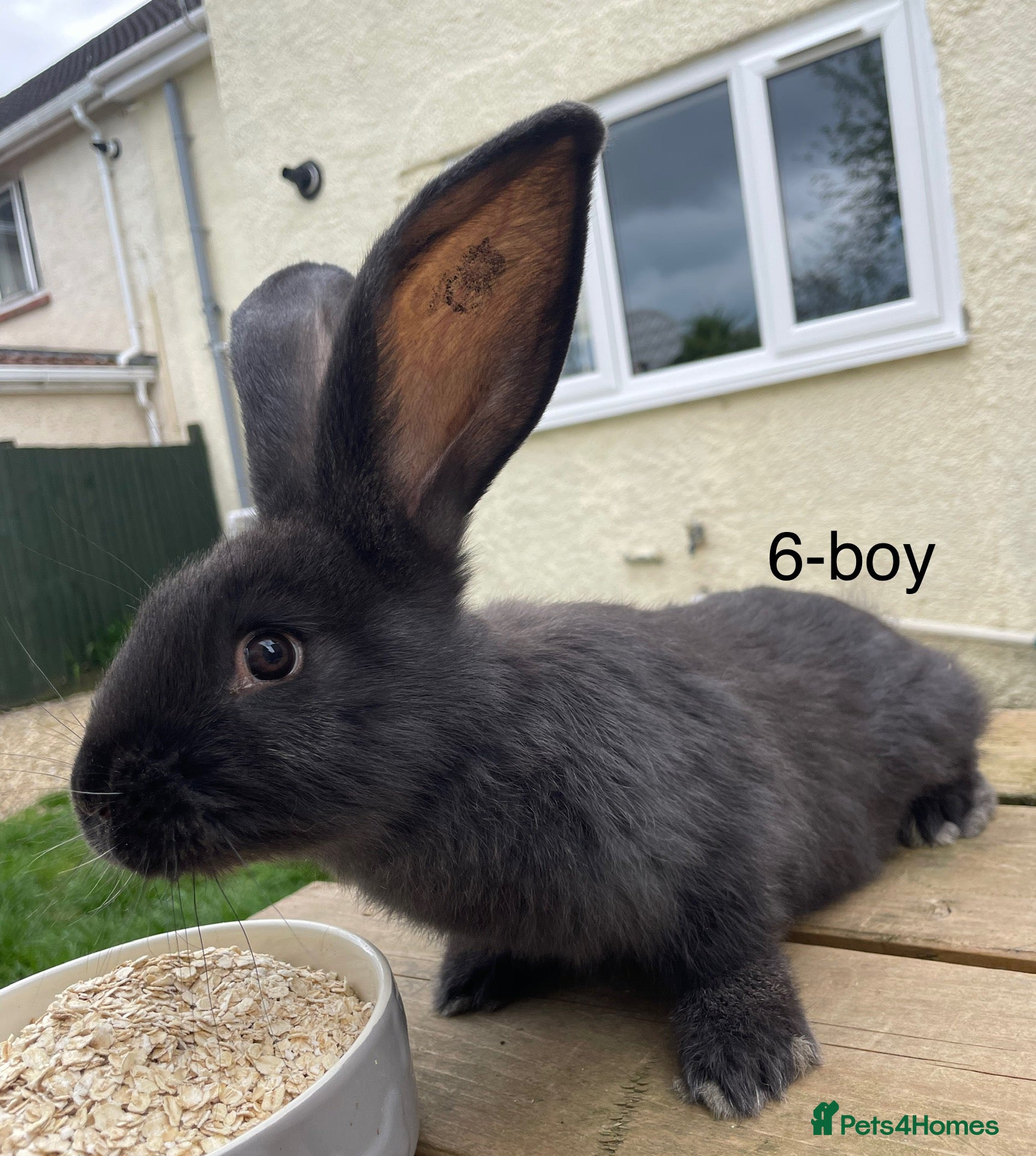 Continental Giant rabbits 💖Pure bred continental giants💖 - Advert 17
