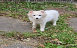 Samoyed dogs for sale: Female Samoyed  - Image 2
