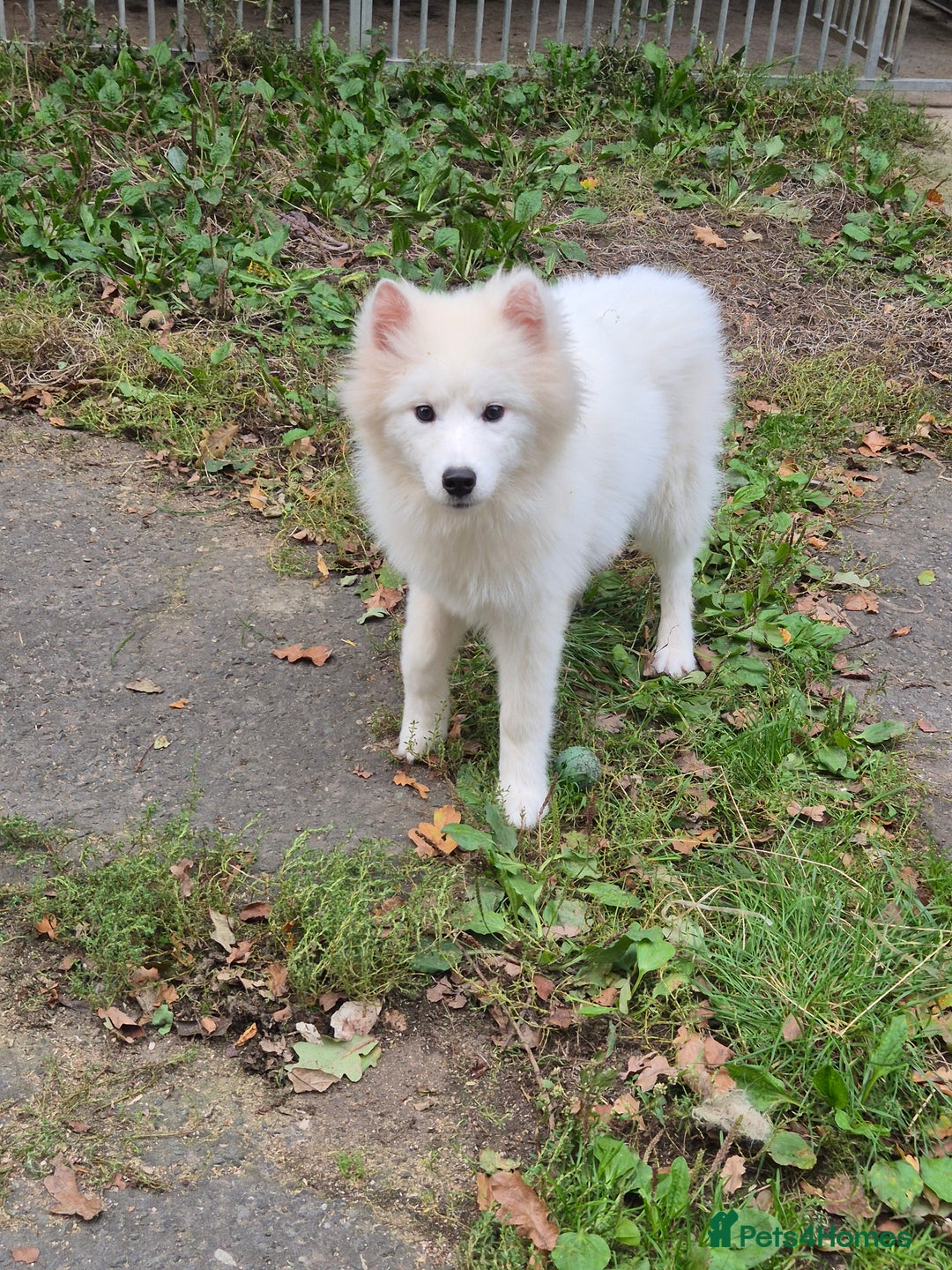 Samoyed dogs for sale: Female Samoyed  - Image 2