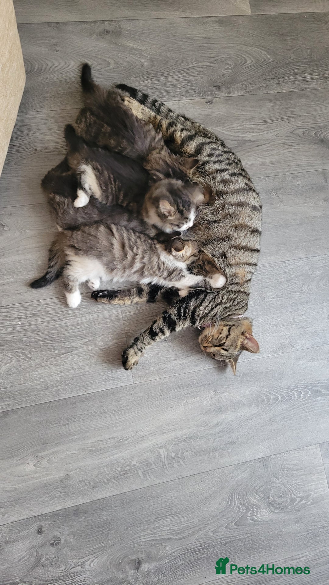 British Shorthair cats for sale: British Short-hair kittens - Image 22