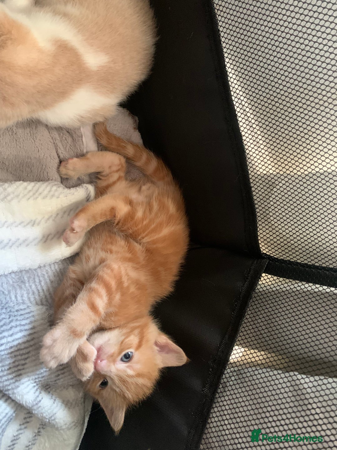 Mixed Breed cats for sale: 5 beautiful mixed British short hair  ✨ - Image 25