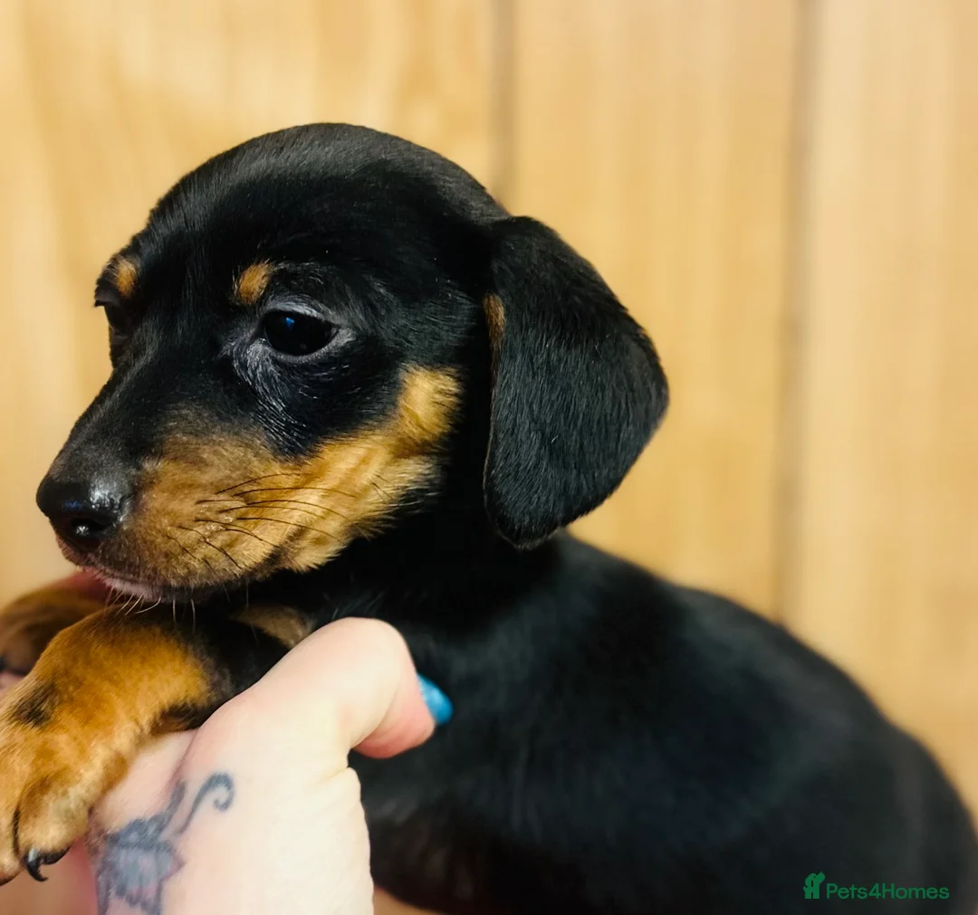 Miniature Dachshund dogs for sale: Two lovely brothers  - Advert 1