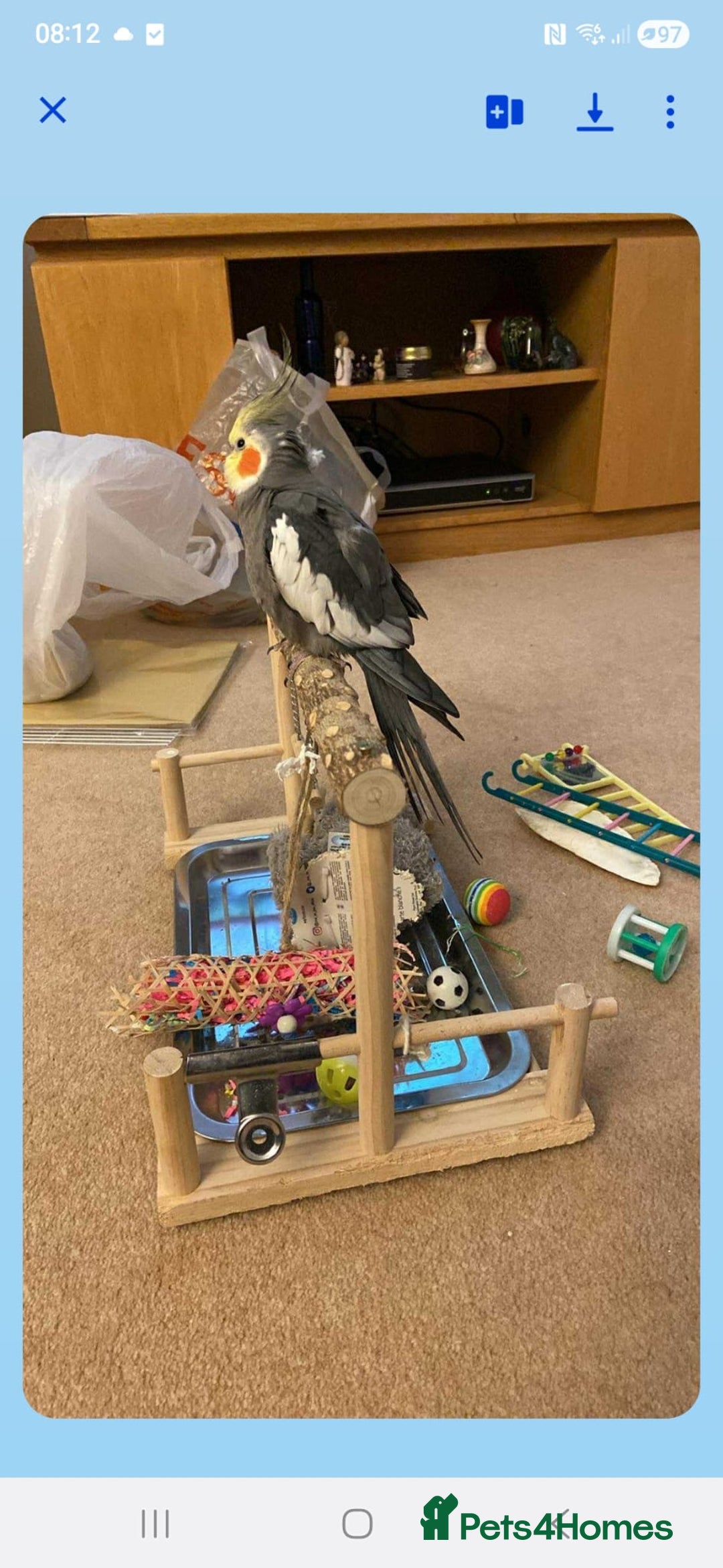 Cockatiels birds for sale: Cockatiel male  - Advert 6