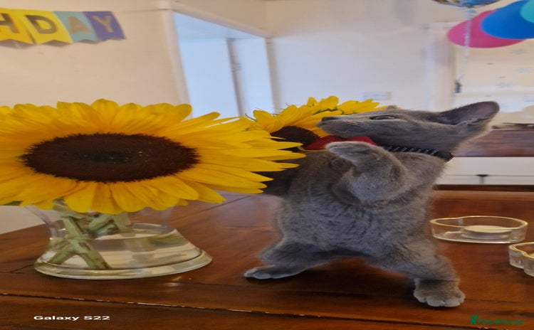 Russian Blue cats - Advert 2