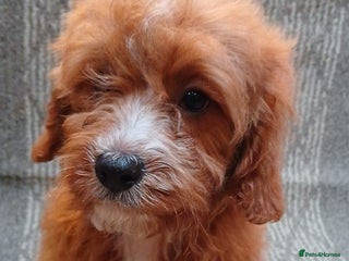 Cavapoo dogs Red cavapoo pups - Advert 6