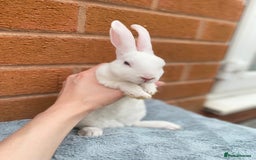 Rex rabbits for sale: Female & male otter/BEW mini rex rabbits  - Image 26