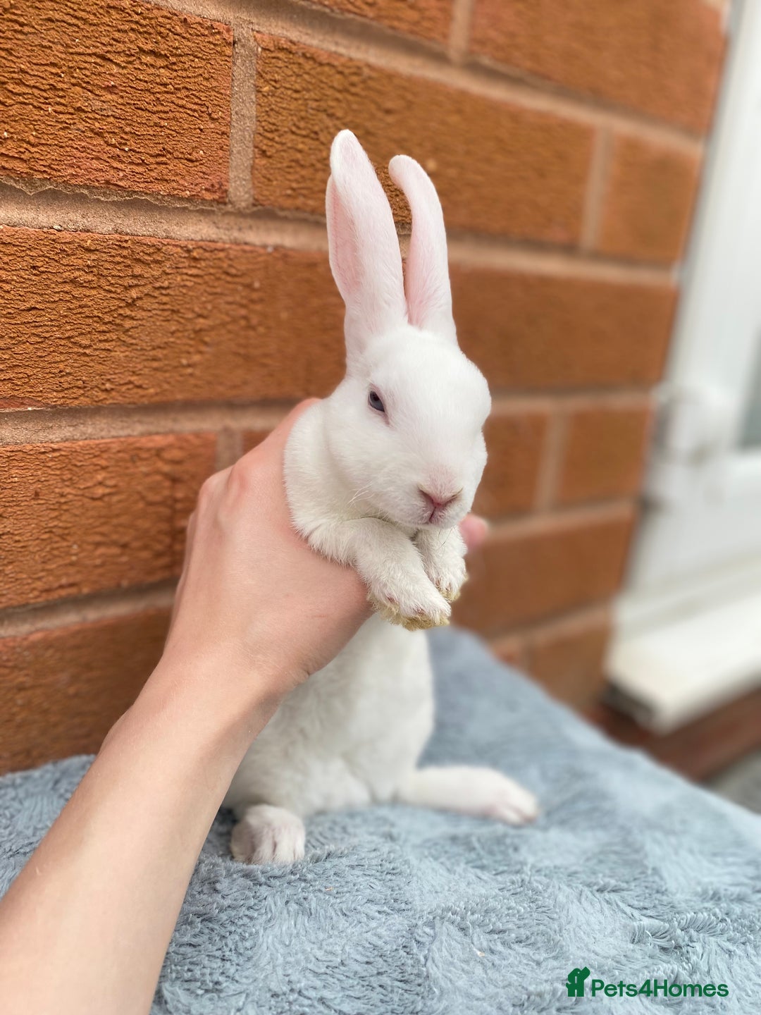 Rex rabbits for sale: Female & male otter/BEW mini rex rabbits  - Image 26