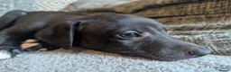 Whippet dogs for sale: Super friendly KC registered whippet pups - Advert 10