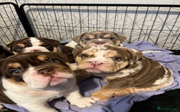 English Bulldog dogs for sale: QC puppies  - Image 10