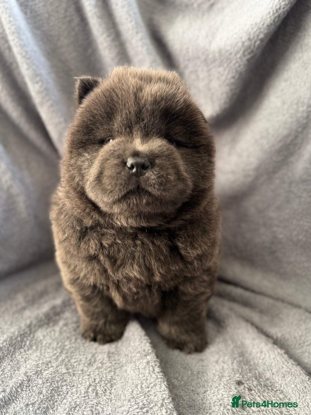 Chow Chow dogs for sale: Wyvernwest -smooth and rough puppies available 🐶  - Image 22