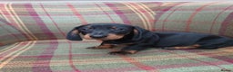 Miniature Dachshund dogs for sale: Black and Tan Miniature Dachshund Puppies 3 Boys - Advert 15