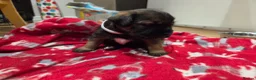Border Terrier dogs for sale: Beautiful Borer/borderlakeland puppies - Advert 6