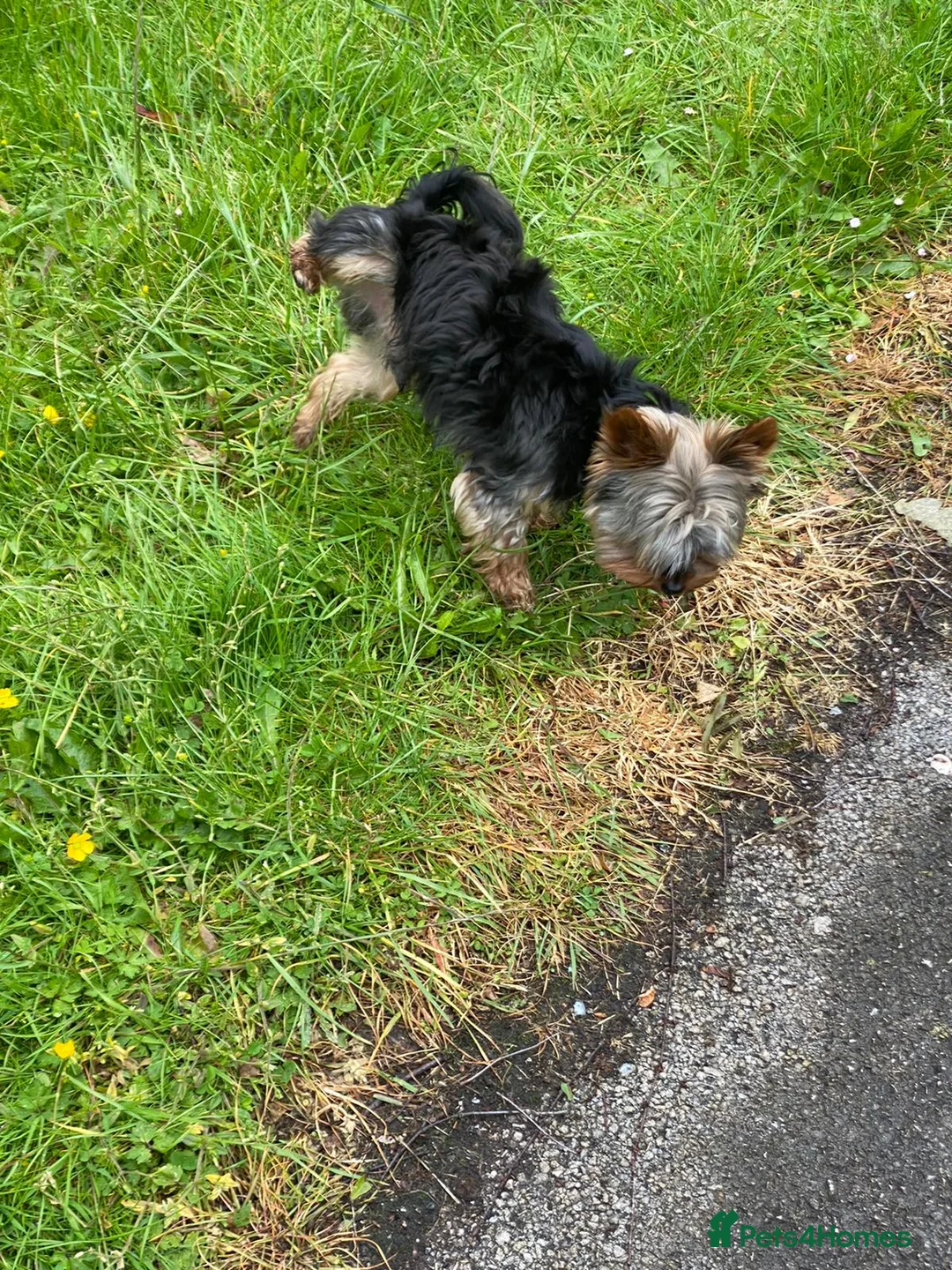 Yorkshire Terrier dogs for stud: Small Yorkie for Stud in Birmingham - Advert 10