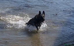 German Shepherd dogs for sale: Working Line German Shepherd Puppies – Cornwall - Image 14