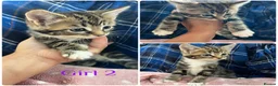 Mixed Breed cats for sale: Gorgeous kittens for sale - Advert 4