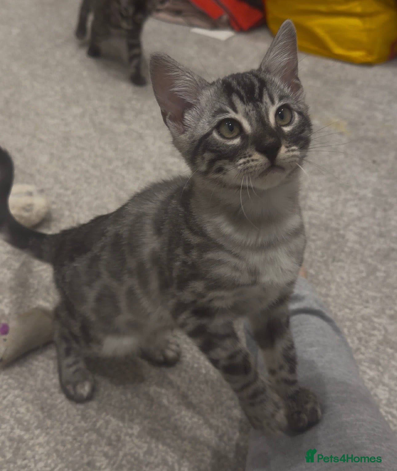 Bengal cats Exceptional bengal babies 🐆💎❤️ - Advert 2