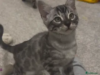 Bengal cats Exceptional bengal babies 🐆💎❤️ - Advert 2