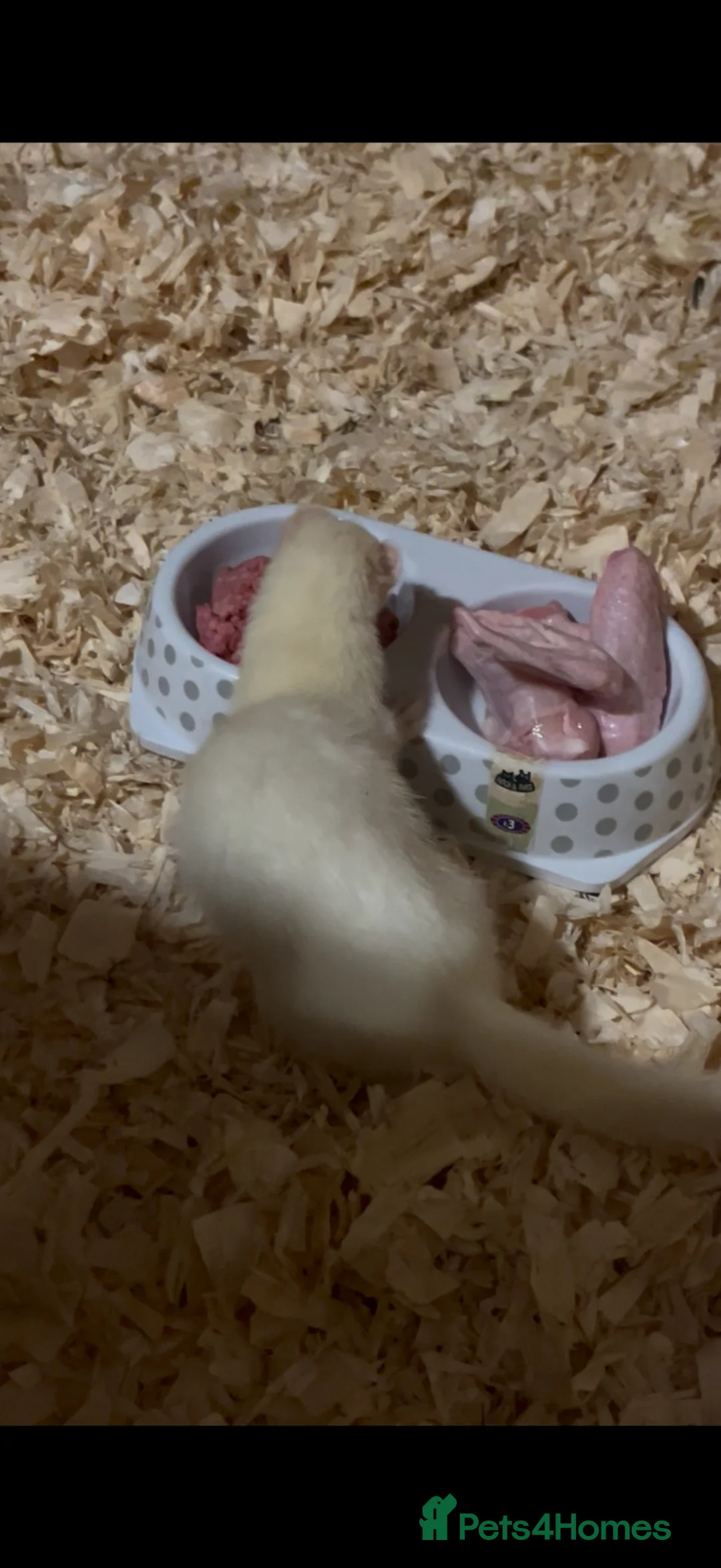Ferret rodents for sale: Very friendly micro cross ferrets  - Advert 2