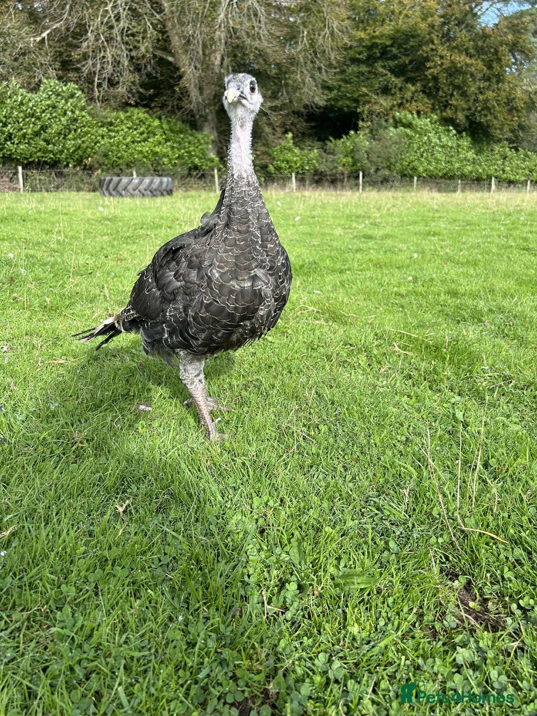 Turkeys poultry for sale: 10 Turkeys looking for new home  - Image 8