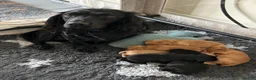 Cocker Spaniel dogs for sale: 2 Working Cocker Spaniel Boys  - Advert 2