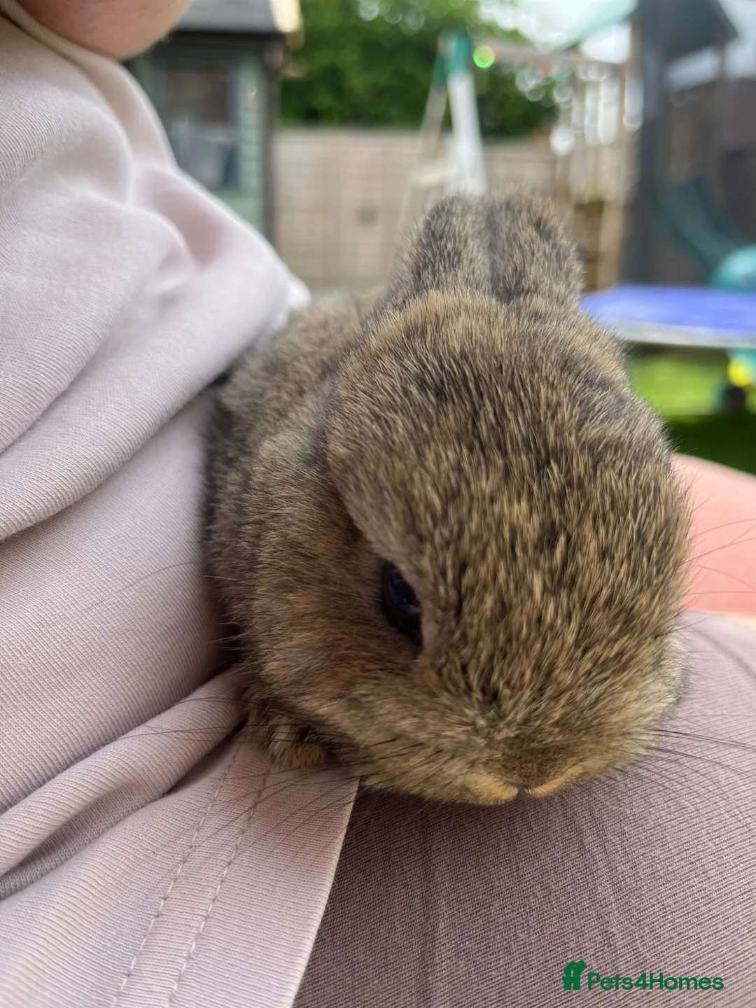 Netherland Dwarf rabbits for sale: Netherland dwarf buck  - Advert 2