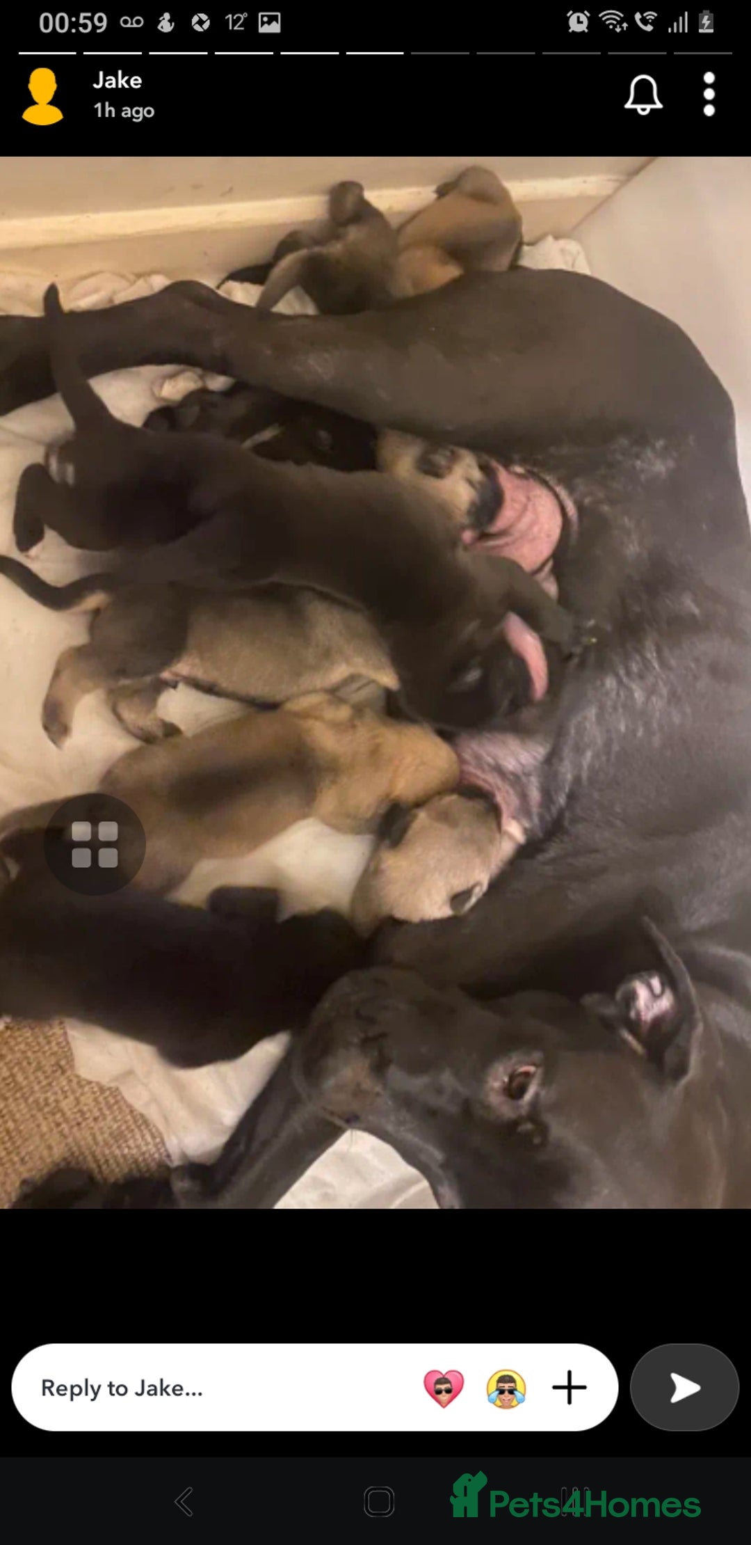Mixed Breed dogs for sale: Cane corso x American akita cross for sale  - Image 6