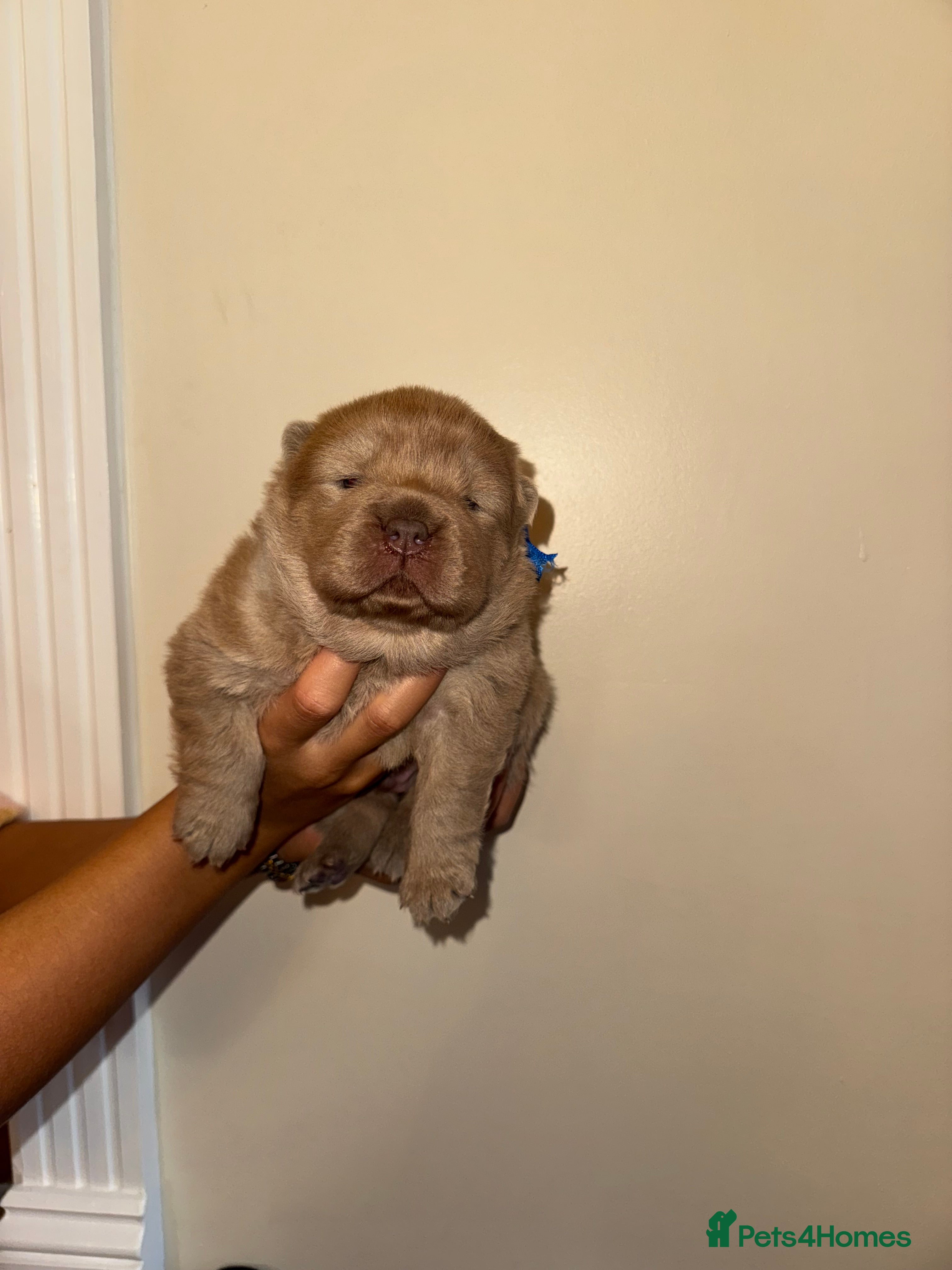Chow Chow dogs Stunning kc reg puppies  - Advert 4