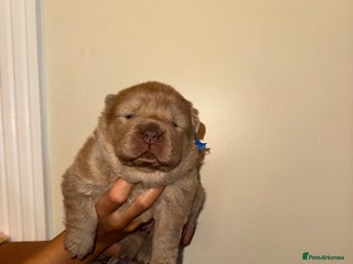 Chow Chow dogs Stunning kc reg puppies - Advert 1