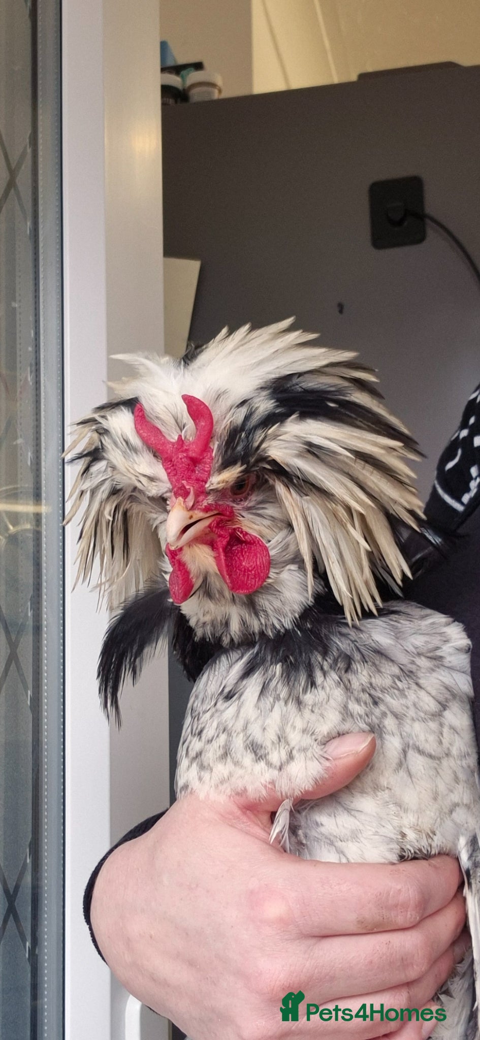 Chickens poultry Urgent need of a home! Polish, silkie and polskies - Advert 7
