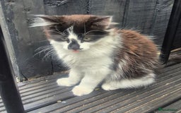 British Longhair cats for sale: ******. 2 female KITTENS.  - Image 8