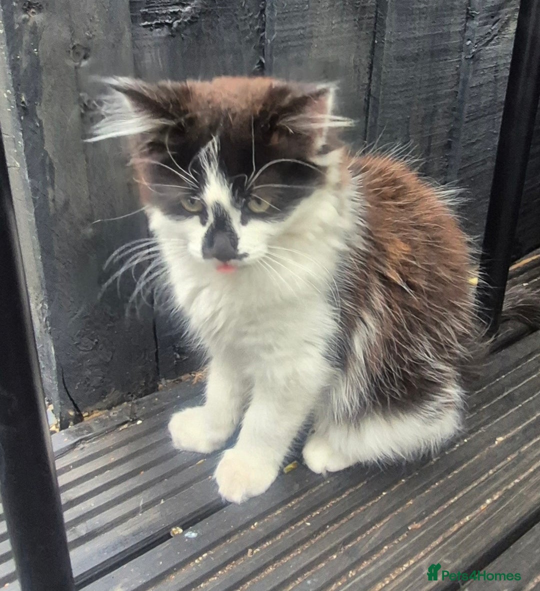 British Longhair cats for sale: ******. 2 female KITTENS.  - Image 8