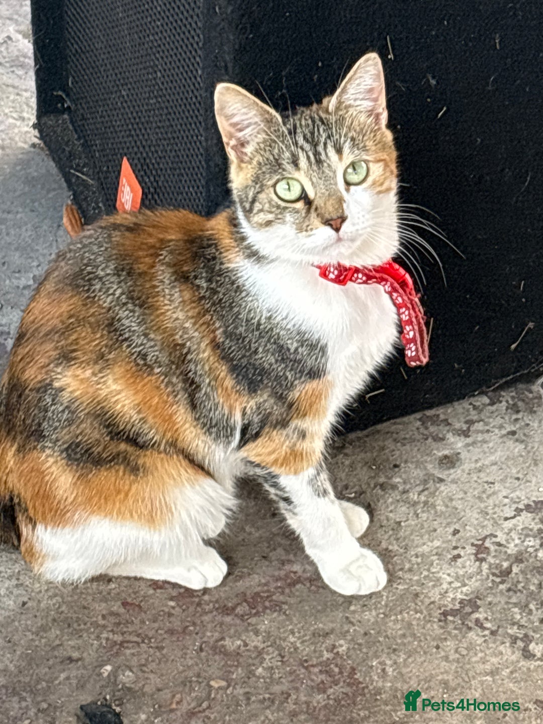 Mixed Breed cats for sale: 3 cute kittens ready for new home - Image 20